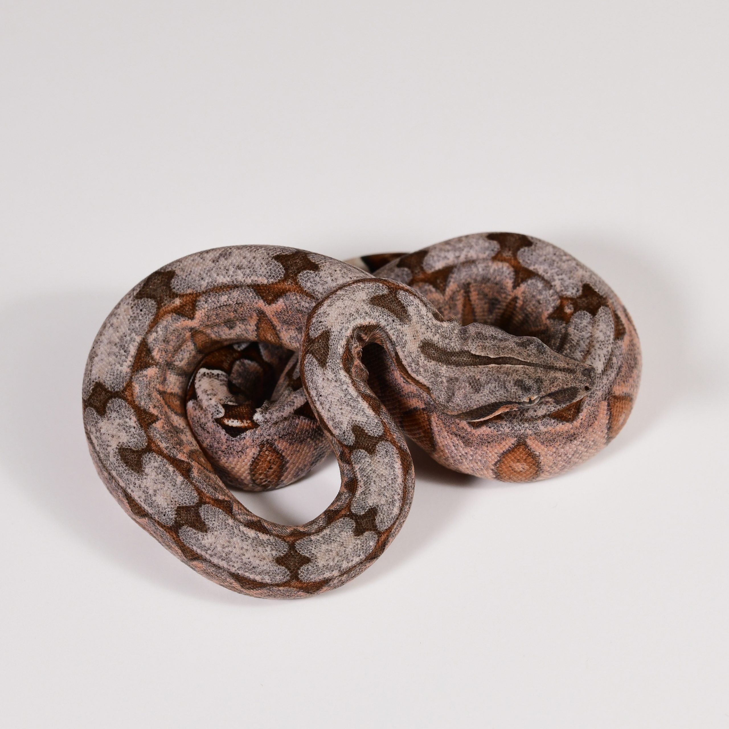 Bolivian Amarali