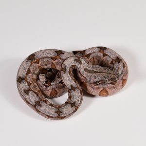 Holdback Bolivian Amarali Female (NFS)