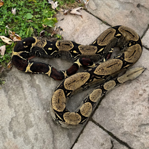 Rio Bravo Peruvian Boa