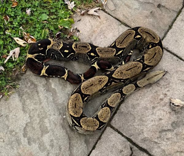 Rio Bravo Peruvian Boa